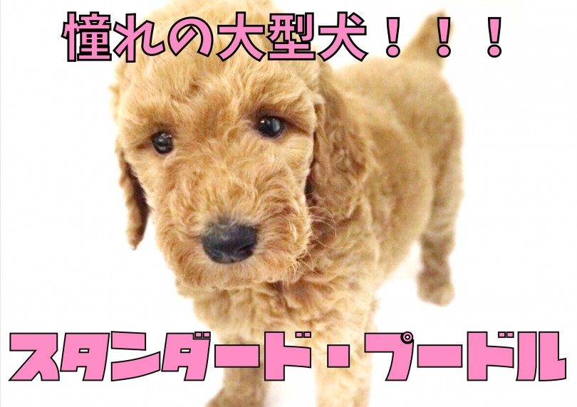 【 スタンダード・プードル 】待望の大型犬！スタンプーが大倉山店にやってきた！