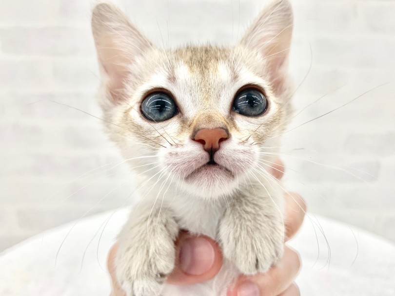 シンガプーラ 】世界で一番小さい猫！その別名”小さな妖精