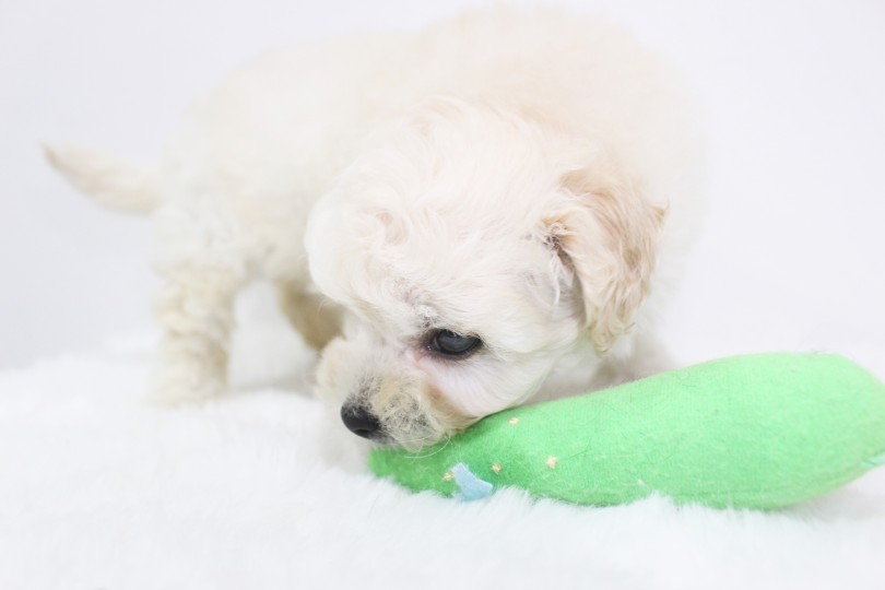 おもちゃで遊ぶペキプーちゃん！ | MIX犬 （11670） - 横浜 白楽店