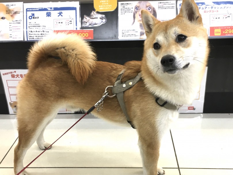 ぷくちゃんは首輪と胴輪のダブルリード | 犬の首輪の種類と選ぶポイント - 大倉山店