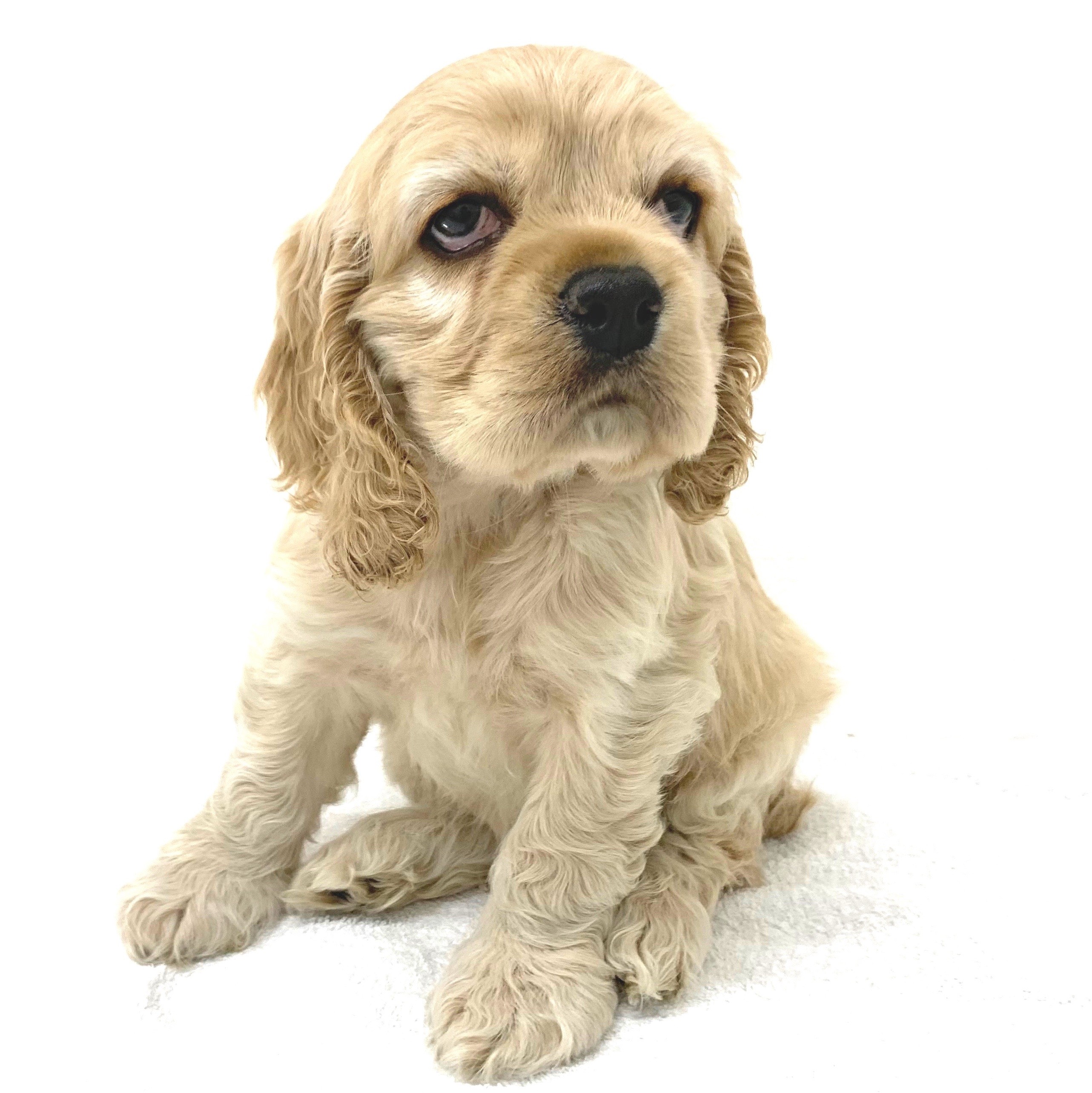 アメリカンコッカースパニエル | ペットショップ マルワン 小さめ子犬
