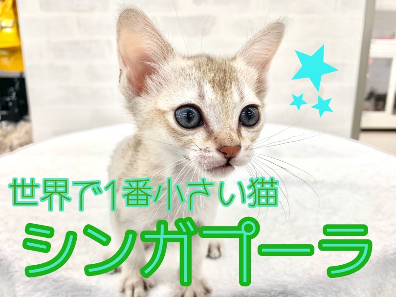 【 シンガプーラ 】世界で一番小さい猫！その別名”小さな妖精”！