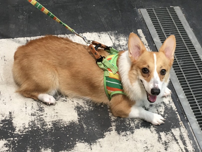 ハーネス（胴輪） | 犬の首輪の種類と選ぶポイント - 大倉山店