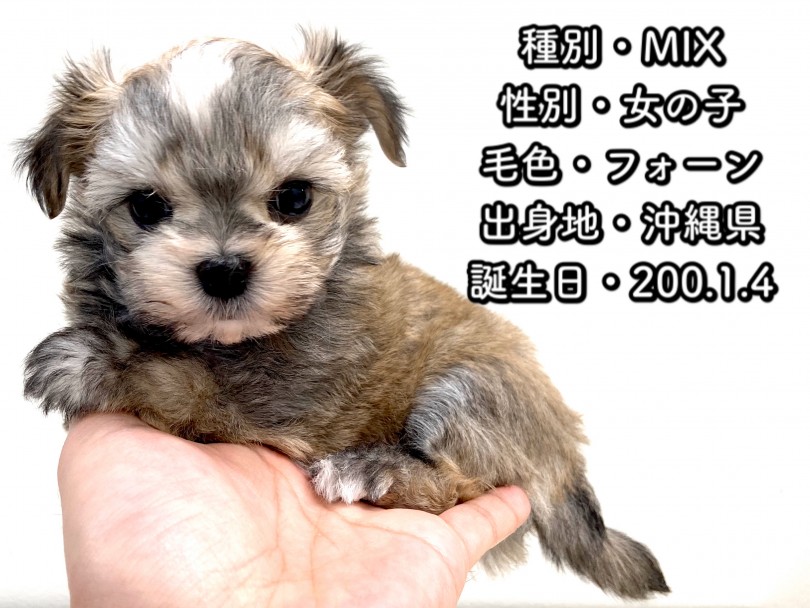 マルチワワちゃんのパーソナルデータ | MIX犬 （150047） - 東川口店