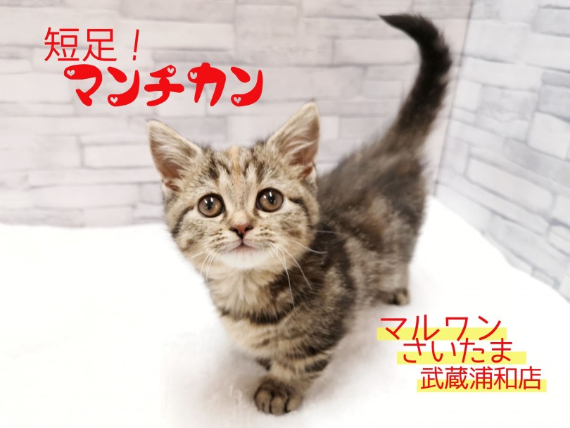 【 マンチカン 】短足猫の女の子！子猫との生活スタイルもご紹介！