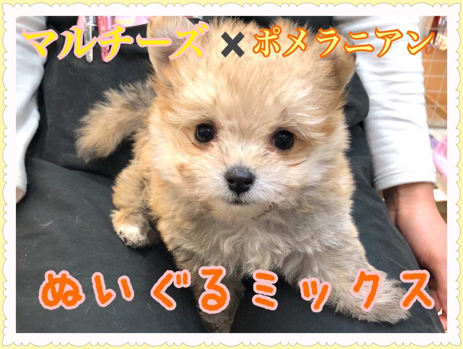 Mix ぬいぐるみのように愛らしいマルポメ登場 マルワンblog ペットショップ マルワン 小さめ子犬 美形な子猫 初心者安心のサポート