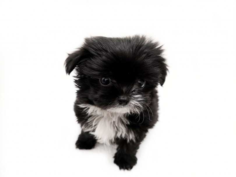 Mix チワプー 黒と白のコントラスト 小型犬と室内での過ごし方をご紹介 マルワンblog ペットショップ マルワン 小さめ子犬 美形な子猫 初心者安心のサポート
