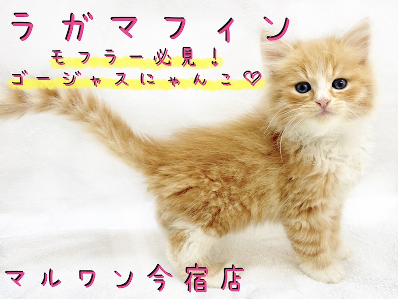 043e4158f4afdcbf15d77165f4ec3e