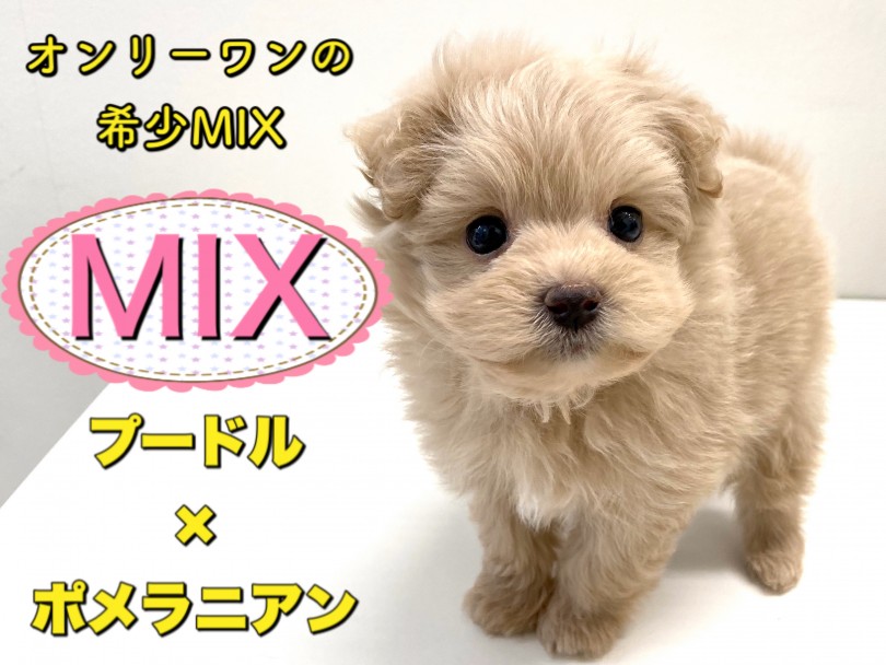 【 MIX 】良い所取りのハイブリット犬！プードル×ポメラニアンのポメプー登場！