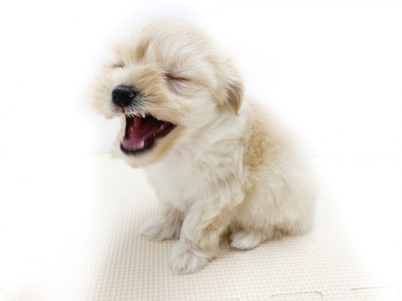 起きた後の表情、めちゃくちゃ眠そう（笑） | MIX犬 （814589） - 相模大塚店