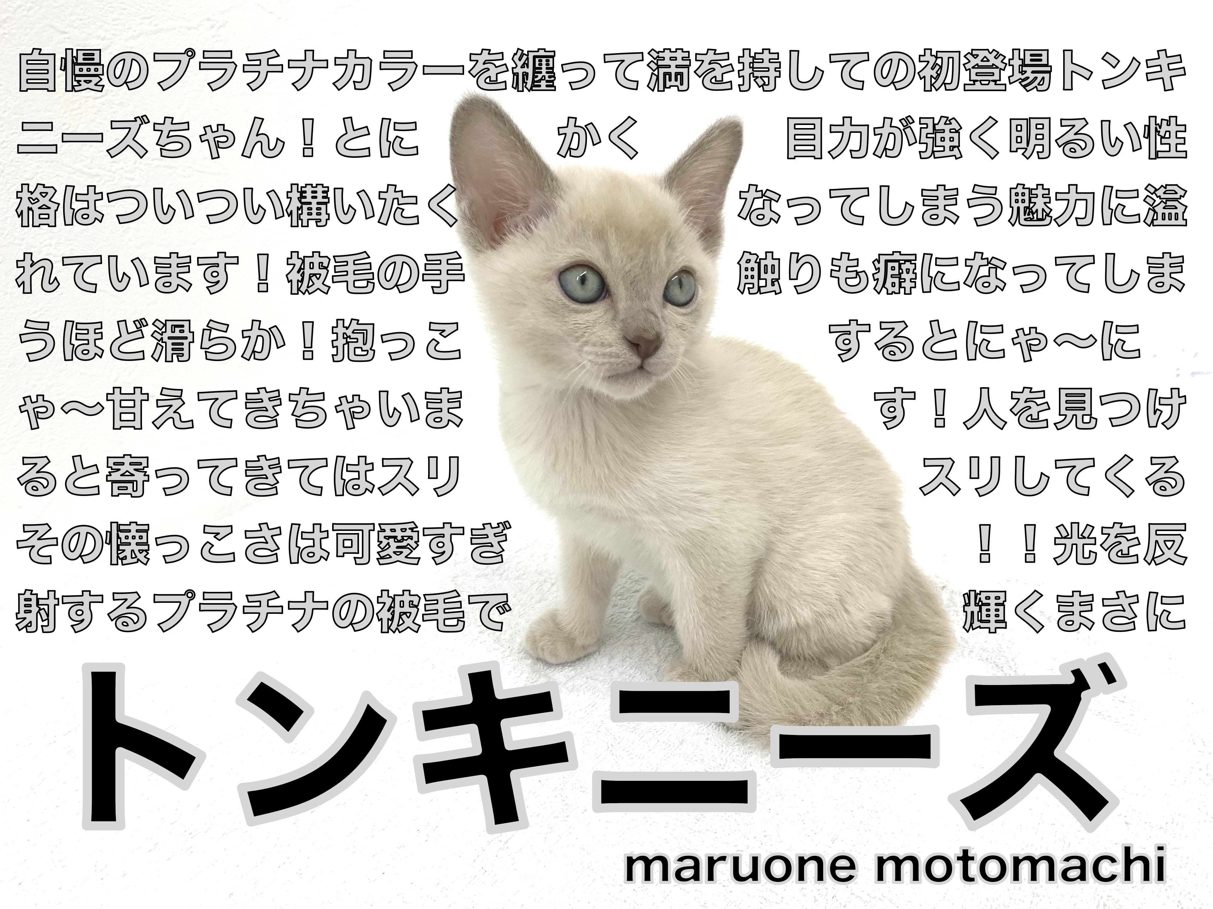 トンキニーズ まさにプラチナ級 ゴージャス ビューティーキャット マルワンblog ペットショップ マルワン 小さめ子犬 美形な子猫 初心者安心のサポート