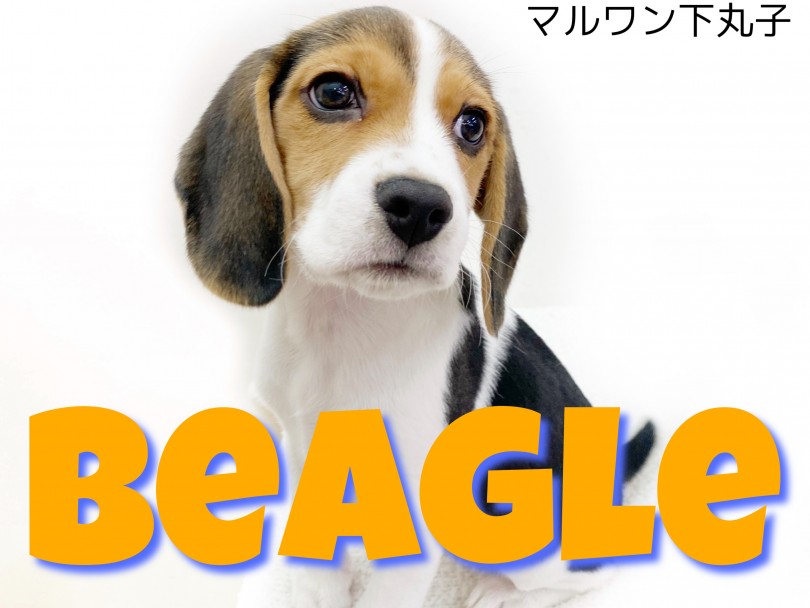 【 ビーグル 】世界中で有名！愛嬌たっぷりの人気犬種登場！