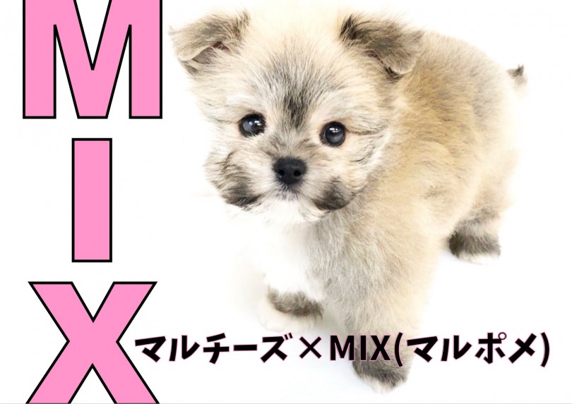 Mix 超オンリーワン要素たっぷり キャラ感の強いマル マルポメのmix マルワンblog ペットショップ マルワン 小さめ子犬 美形な子猫 初心者安心のサポート