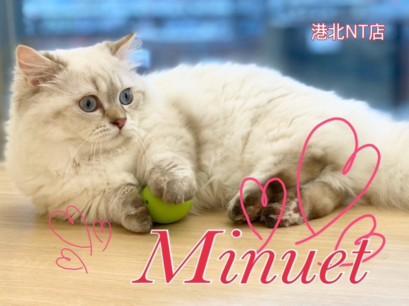 【 ミヌエット 】思わず笑ってしまう10cmの短足猫の生後6ヶ月レビュー！