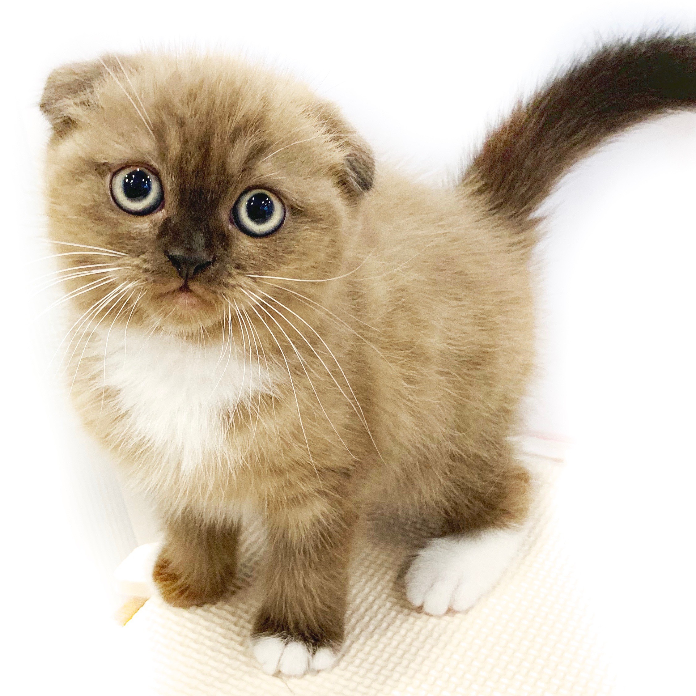 スコティッシュフォールド ペットショップ マルワン 小さめ子犬 美形な子猫 初心者安心のサポート