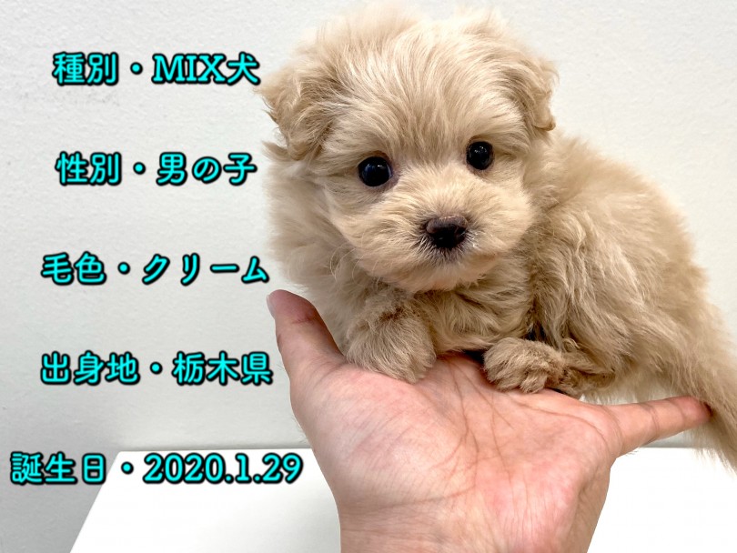 MIXくんのパーソナルデータ | MIX犬 （150056） - 東川口店