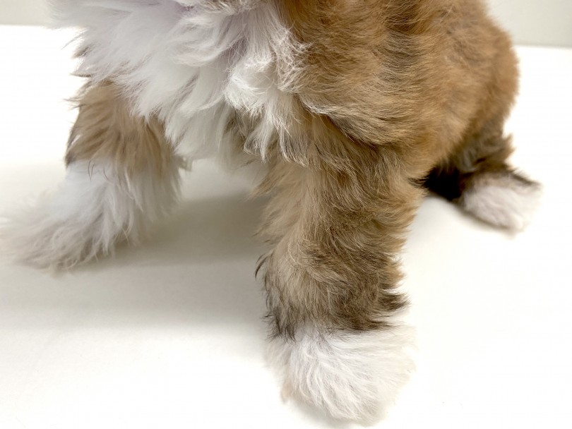 チャームポイントの白い靴下 | MIX犬 （150061） - 東川口店