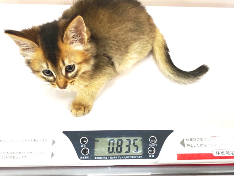 成猫時は5kg前後を予想 | ソマリ （140380） - 横浜 元町店