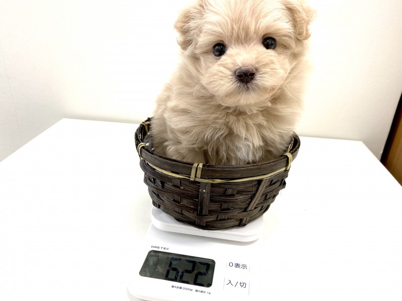 成犬時体重2㎏後半のコンパクトサイズ | MIX犬 （150056） - 東川口店
