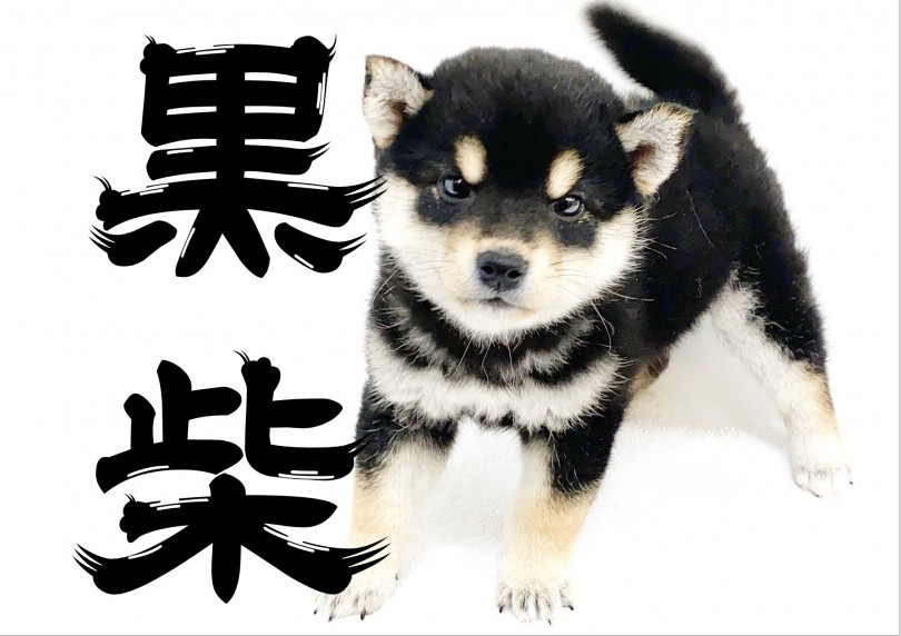 【 黒柴 】横浜でナンバーワンの丸顔柴犬！デレるギャップに胸キュンが止まらない！
