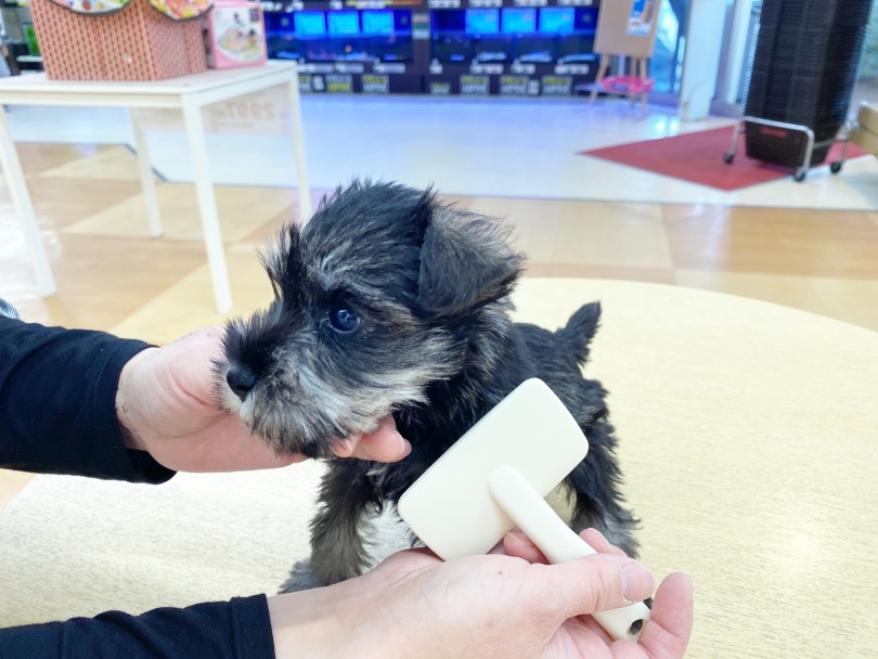 ミニチュアシュナウザーはダブルコートの犬種 | ミニチュア・シュナウザー （116402） - 下丸子店