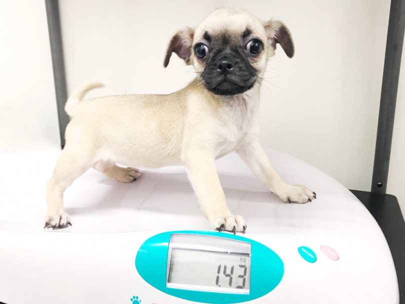 生後約2ヶ月半で1.43kg | MIX犬 チワパグ （119207） - 梅島店