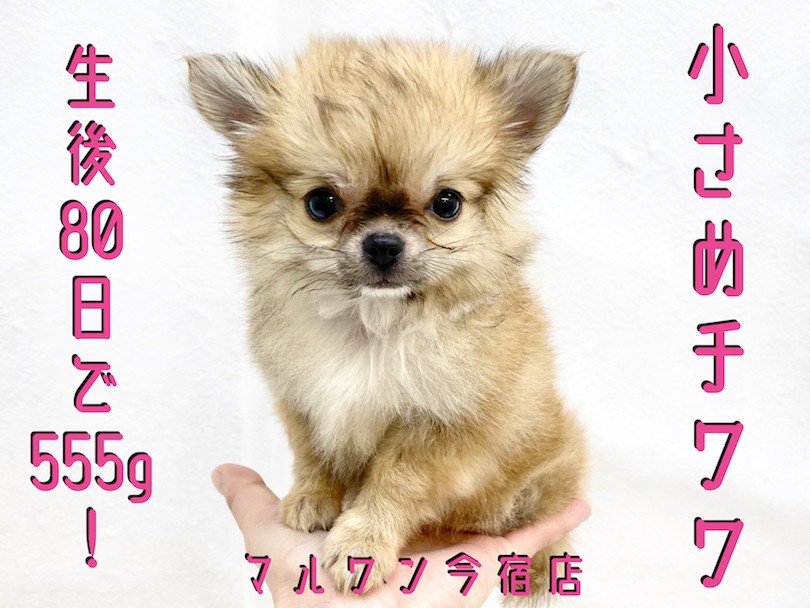平成レトロ　ヴィンテージ　犬　いぬ　チワワ 平成レトロ ペットステーション シール チワワ わんこ 犬 - メルカリ