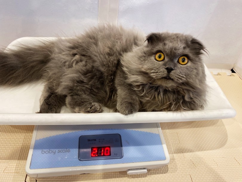成猫時の体重は両親と同じ3.5kg前後を予定 | スコティッシュフォールド （11660） - 横浜 白楽店