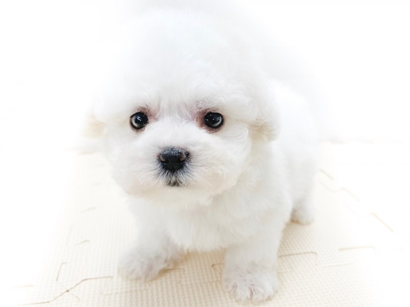 日本では出会える機会が少ないレア犬種 | ボロニーズ （814592） - 相模大塚店