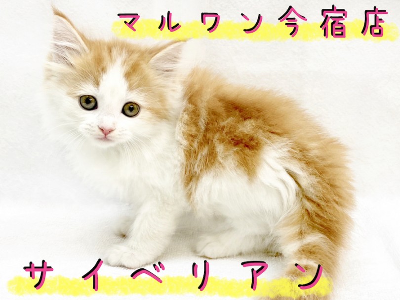 【 サイベリアン 】猫アレルギーになりにくい！？幸福を呼ぶハッピーにゃんこ！