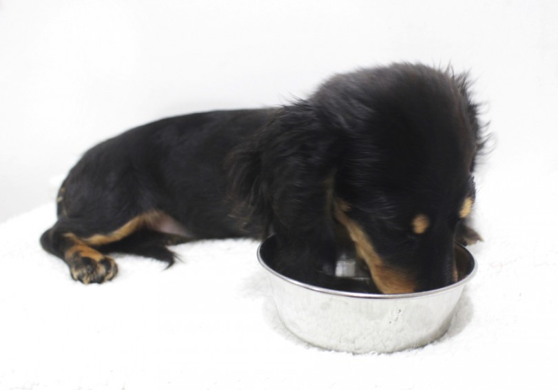 ダックスフントは胃腸の強い犬種とも言われ、食欲も旺盛です | ミニチュア・ダックスフント （11671） - 横浜 白楽店