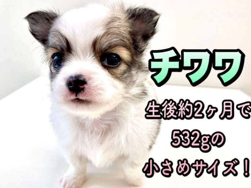 【 チワワ・ロングコート 】世界最小犬種の中でも小さめ！？美しい希少カラーチワワ！