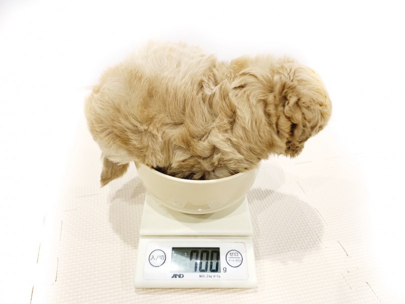 コンパクトサイズ！成犬時3.5kg前後を予定！ | MIX犬 （11683） - 横浜 白楽店