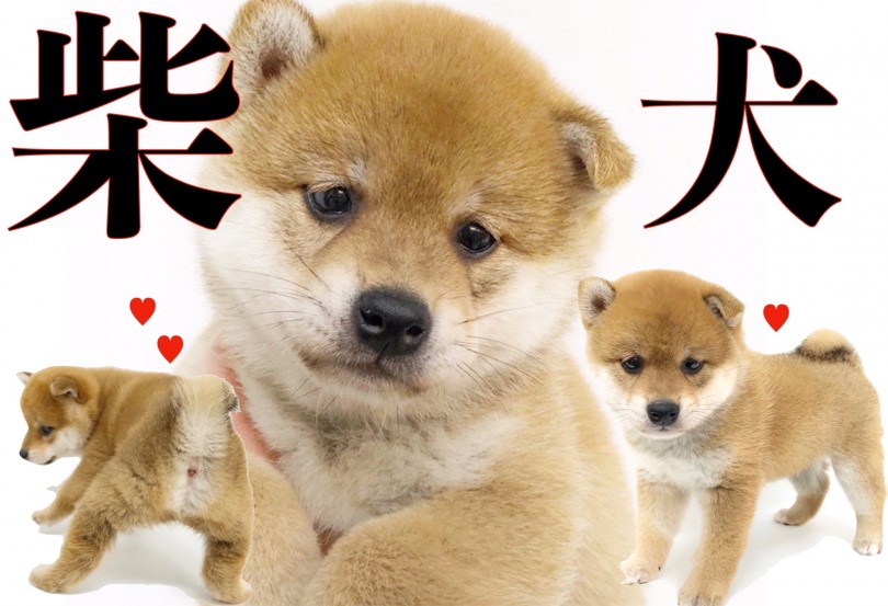 【 柴犬 】横浜NO.1の丸顔とヘタレな表情！魅力的なお尻から目が離せない！