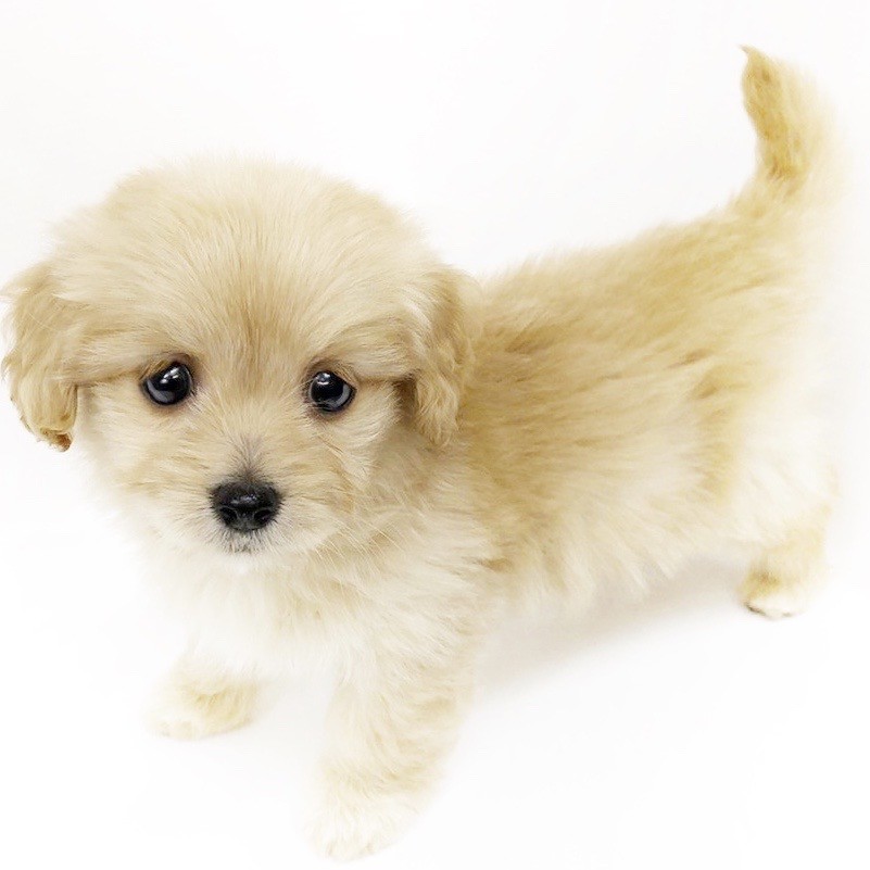 MIX（マルチーズ×ミニチュアダックスフント） | ペットショップ