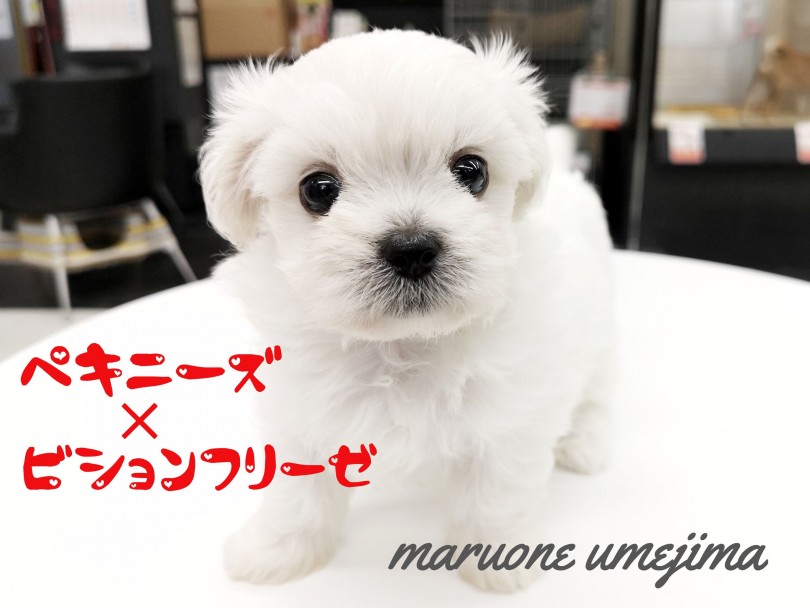Mix ペキニーズ ビションフリーゼ 東京で一番珍しいミックスをご紹介 マルワンblog ペットショップ マルワン 小さめ子犬 美形な子猫 初心者安心のサポート