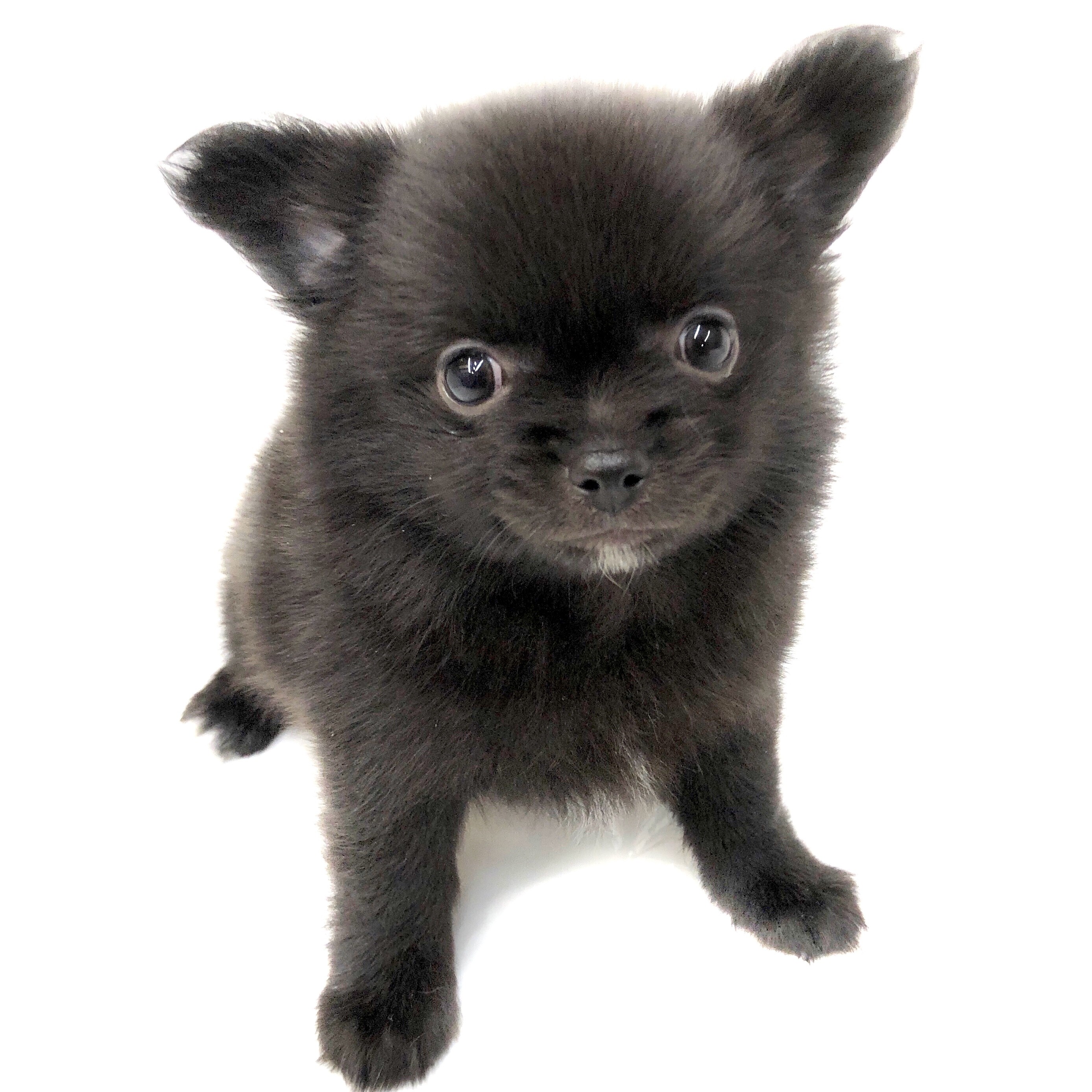 MIX（チワワ×ポメラニアン） ペットショップ マルワン 小さめ子犬 美形な子猫 初心者安心のサポート