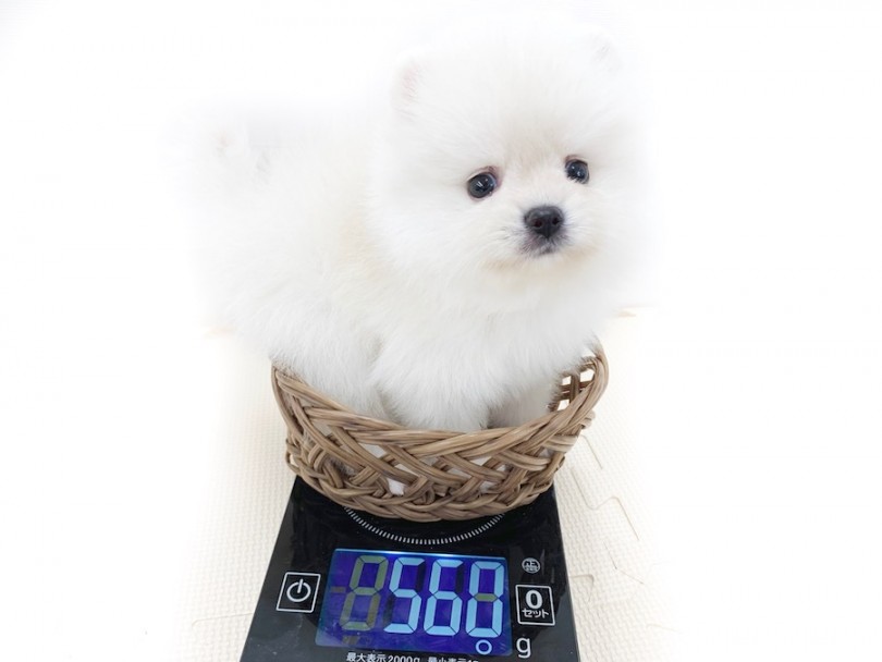 生後50日の体重は560g 成犬時予想は2kg前後 | ポメラニアン （814615） - 相模大塚店