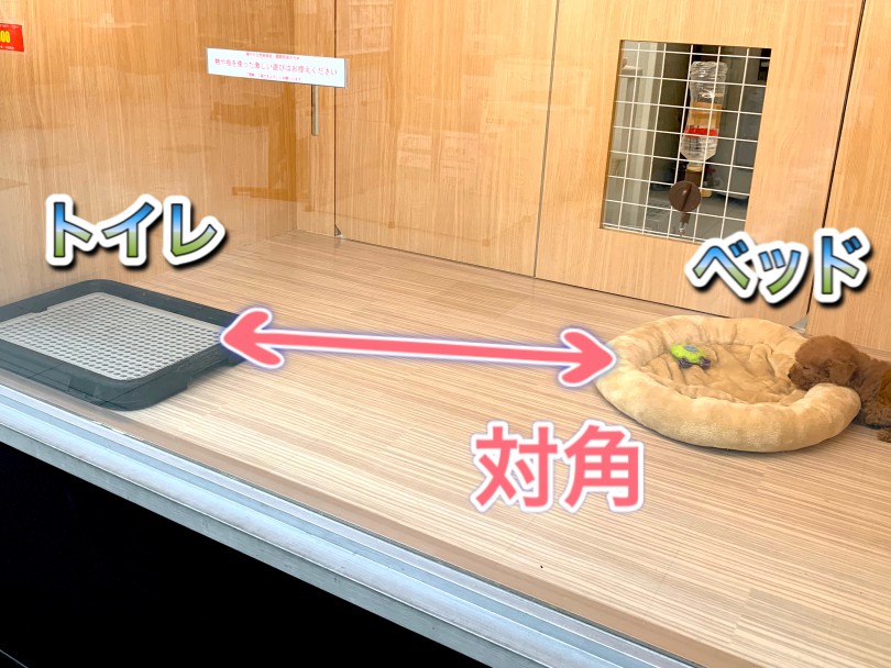 東川口店ではベッドとトイレを一つずつ用意してこのように対角に配置しております♪ | MIX犬  （150086） - 東川口店