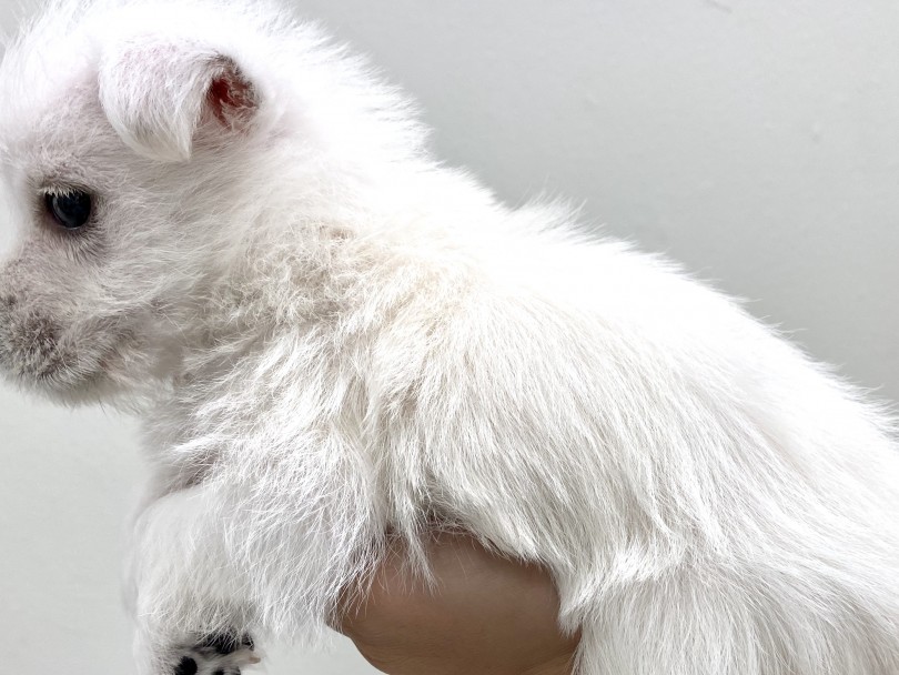 テリア種の中で純白の被毛を持つのはなんと2種類のみ！ | ウェストハイランドホワイトテリア （150084） - 東川口店
