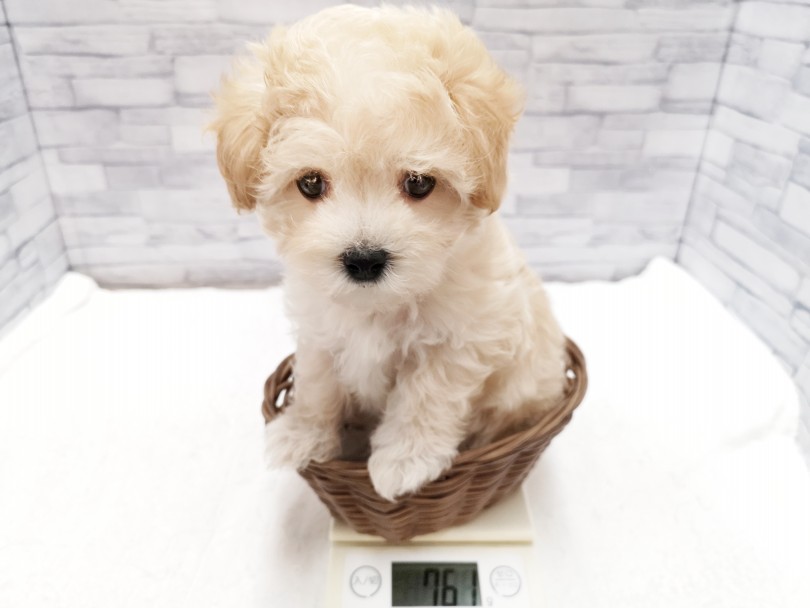 成犬予想は2kg台！！コンパクトボディ！ | MIX犬 （412903） - さいたま 武蔵浦和店