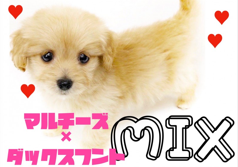 【 MIX 】胴長短足と滑らかな毛触りのマルチーズ×ダックスのマルックス登場！