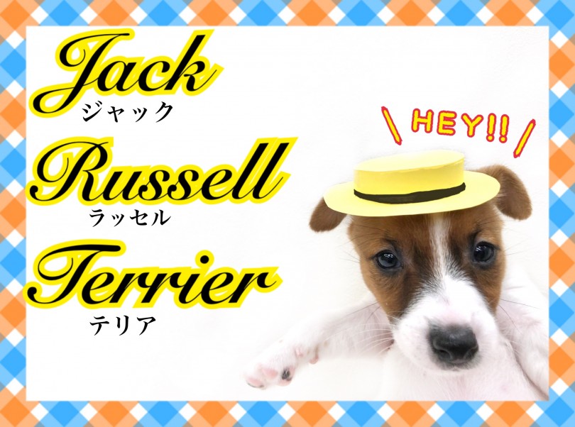 【 ジャックラッセルテリア 】元気犬種といえばこの子！ホワイト＆タンの美男子！