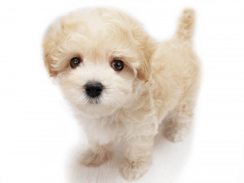うるうるの瞳！かわいいお顔！ | MIX犬 （412903） - さいたま 武蔵浦和店