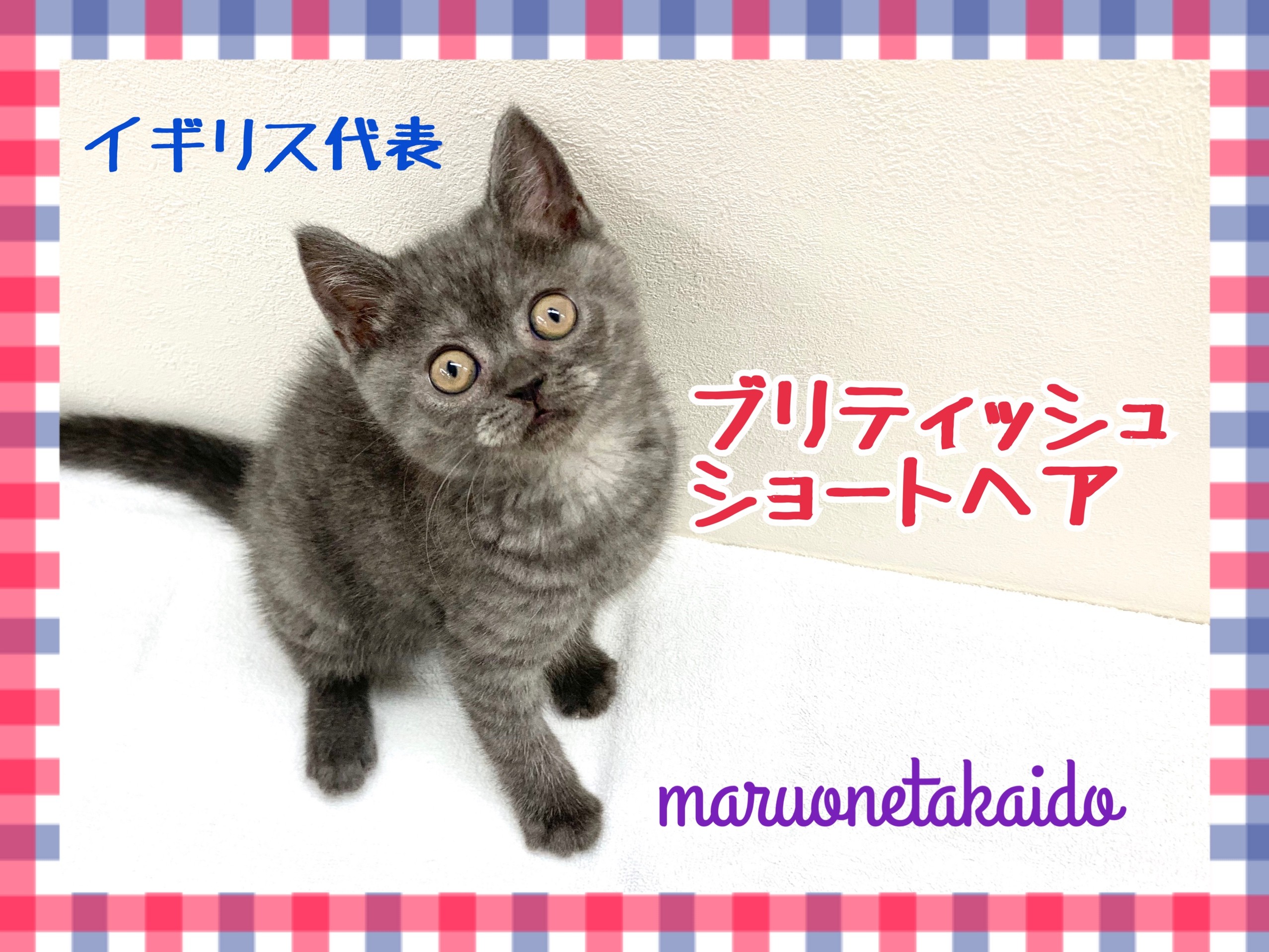 ブリティッシュショートヘア 英国代表にゃんこ 愛され続ける理由をご紹介 マルワンblog ペットショップ マルワン 小さめ子犬 美形な子猫 初心者安心のサポート