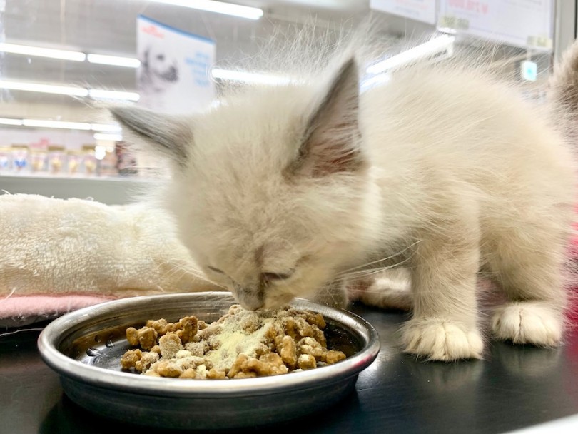 ご飯はキティー用のキャットフードをふやかし上から粉ミルクをふりかけとしてまぶしたものを食べています | ラグドール （814619） - 相模大塚店