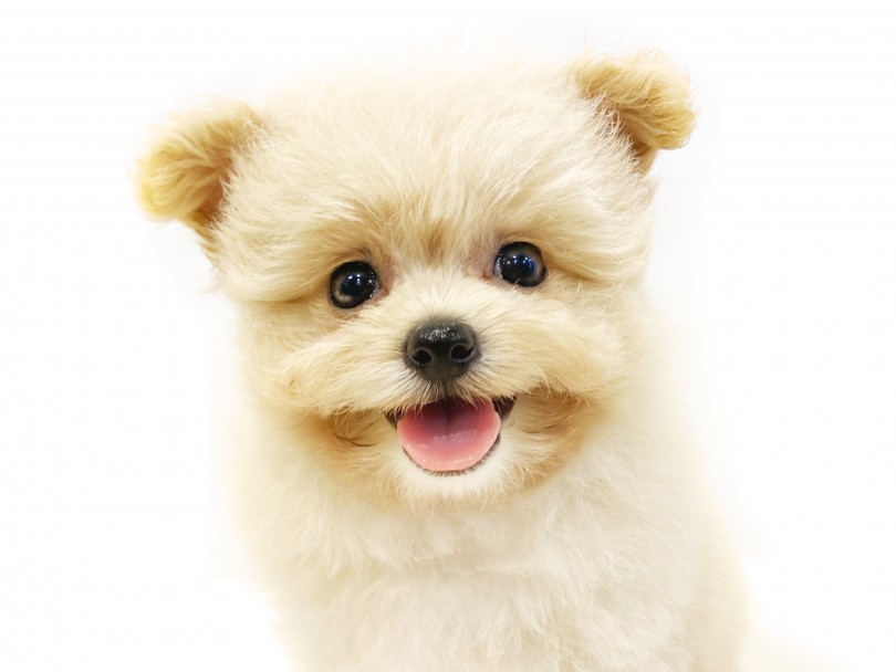 この可愛いポメプーちゃんをしっかりと丹精込めて育ててお待ちしております！ | MIX犬 （11690） - 横浜 白楽店