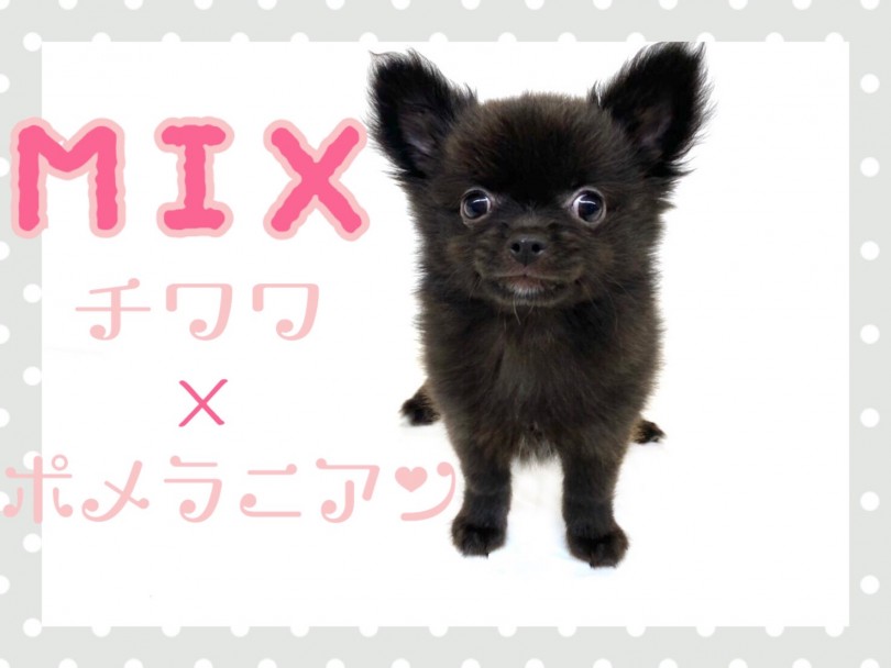 Mix 子クマ風 チワワとポメラニアンのmix犬 マルワンblog ペットショップ マルワン 小さめ子犬 美形な子猫 初心者安心のサポート