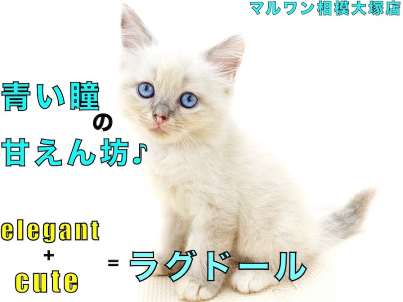 【 ラグドール 】美しさと愛らしさを兼ね備えた懐っこいBLUE EYE CAT