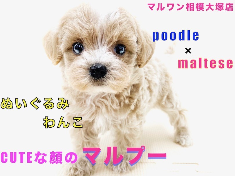 7df5f247eae5f55b1a4a9ce01e2dd7